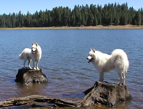 Nimbus and Lightning posing on a pair of stumps