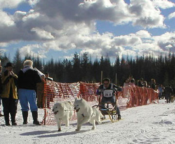 2004 Priest Lake Sled Dog Race in Idaho