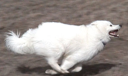 Lightning at a flat-out gallop