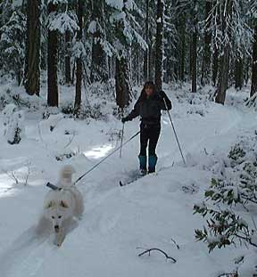 Lightning pulling hard on his skijor line