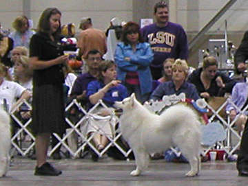 Lightning winning Best In Show at the SCA National Specialty