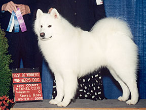Lightning going Best of Winners at a dog show
