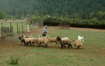 herding1