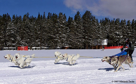 2007 Mount Massive Sled Dog Race in Colorado
