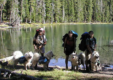 Backpacking with our Samoyeds in Mountain Lakes Wilderness