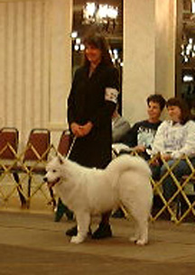 Lightning at his first dog show, the 2000 SCA National Specialty