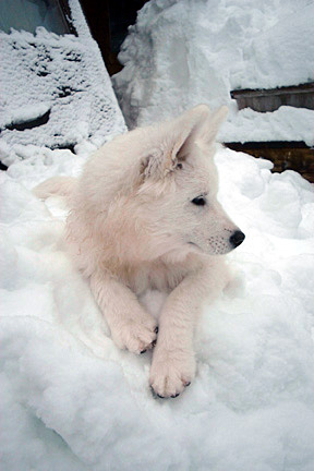 Five-month old Nimbus enjoying the snow