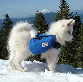 Puppy Lightning wearing his first dog pack