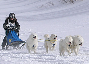2007 Sammies Too Sled Dog Race in Colorado