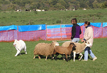 Nimbus herding sheep
