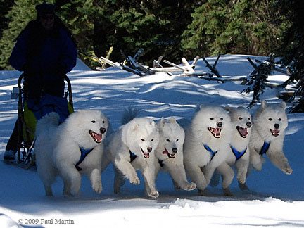 Pacific Crest/Wolf River six-dog team running on a fan-hitch. 