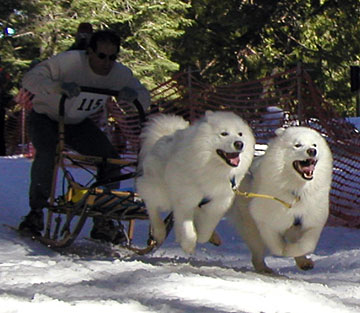 2004 Shaver Lake Sled Dog Race in California