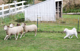 Sormy herding sheep