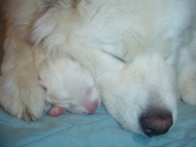 Two day old female puppy with her mom