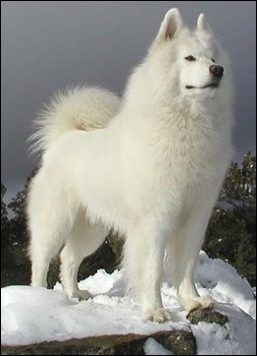 Nimbus surveying his domain from atop a snowy boulder