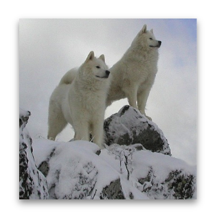 Samoyeds Lightning and Nimbus survey their world from atop a mountain peak